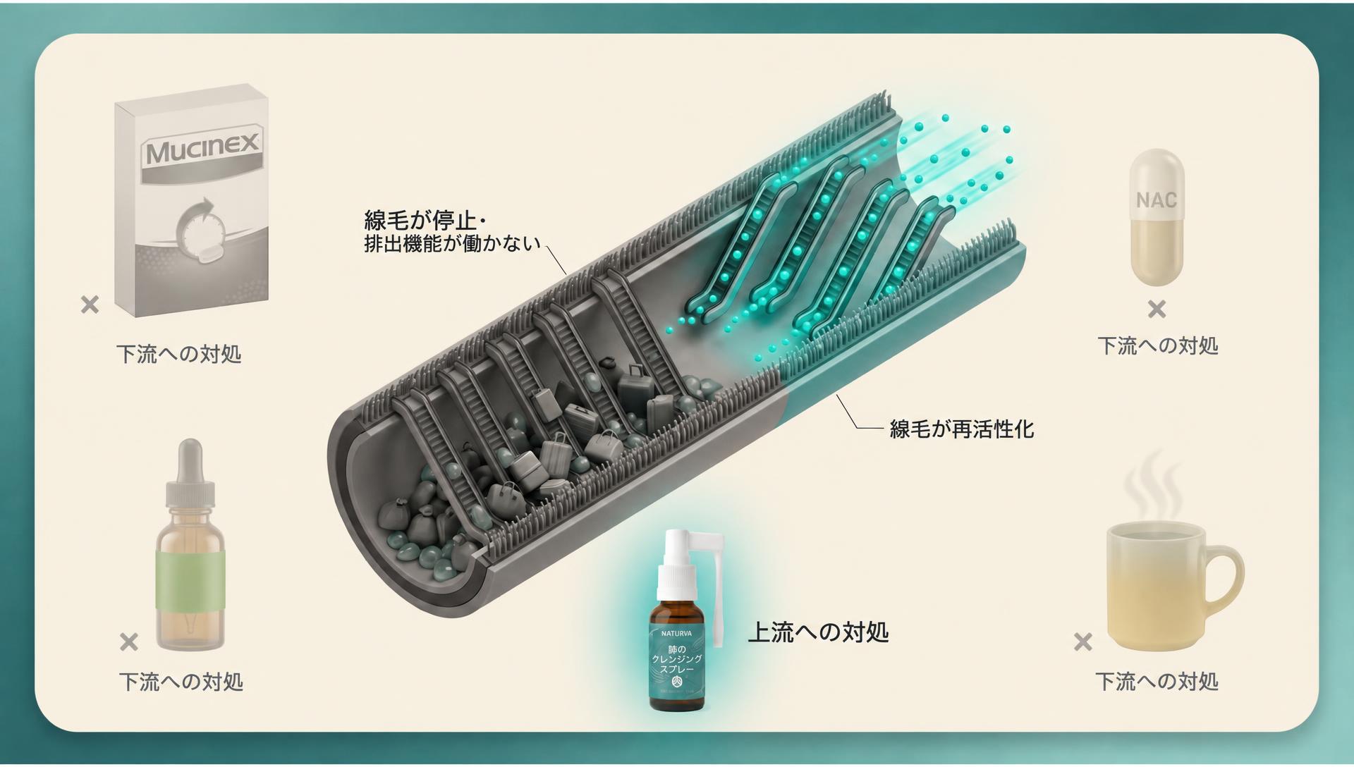 粘液線毛機能障害 — エスカレーターのような線毛が止まった状態と動いている状態